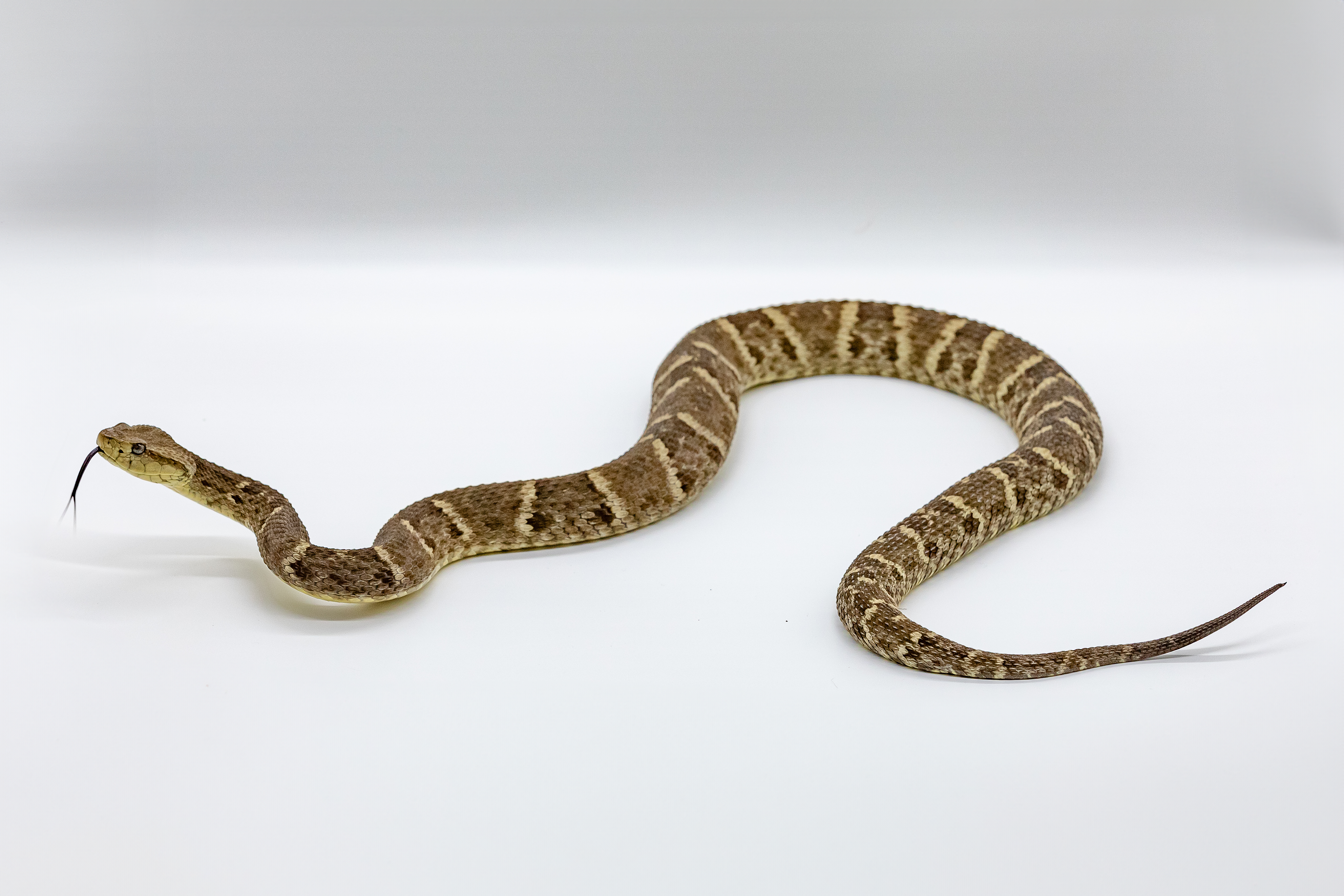 Jararaca da Amazonia